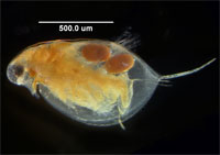 Microscope photo of Daphnia