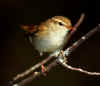 warbler standing on a stick