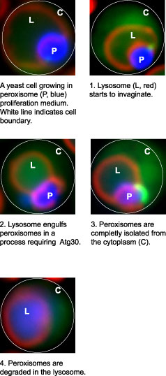 Yeast Cell