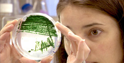 researcher looking at petri dish