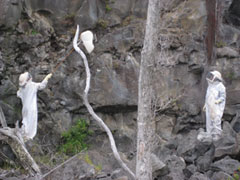 Photo of two people in white beekeeper suits, one holding a net on a long pole in front of a hive