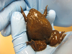 A Xenopus