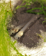 tadpoles