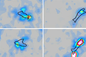 Chemotactic Motility of Amoeboid Cells