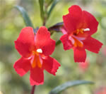 Red Monkeyflower