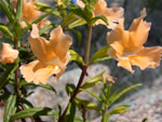 Yellow Monkeyflower