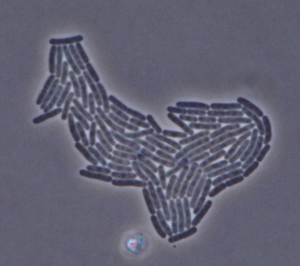 Growing colony of E. coli bacteria