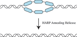 (continuing alt text from previous photo) in DNA 'bubbles' that prevent critical genes from being expressed.