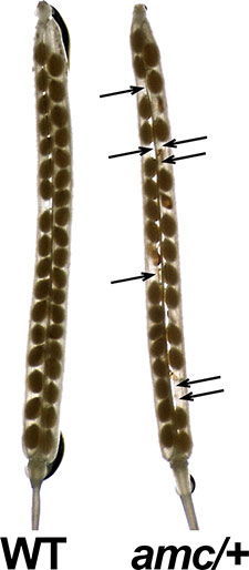 Figure of normal (left) and mutant plants side by side.