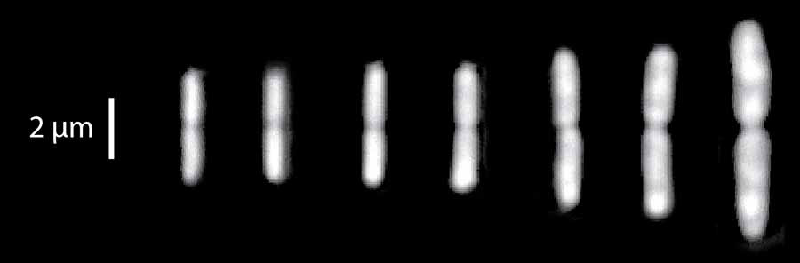 Growing E. Coli under the microscope