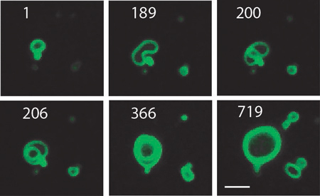 Growing cell membranes