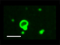 Autocatalyst Drives Vesicle Growth