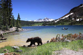 a black bear spotted in yosemite