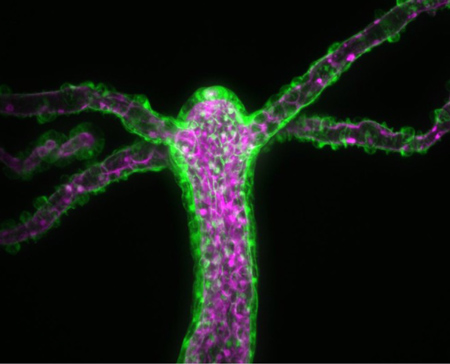 A hydro shown with red marked cells centrally with green cells along the edges.