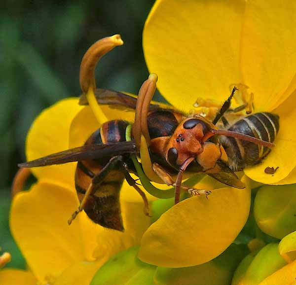 Giant Asian hornet