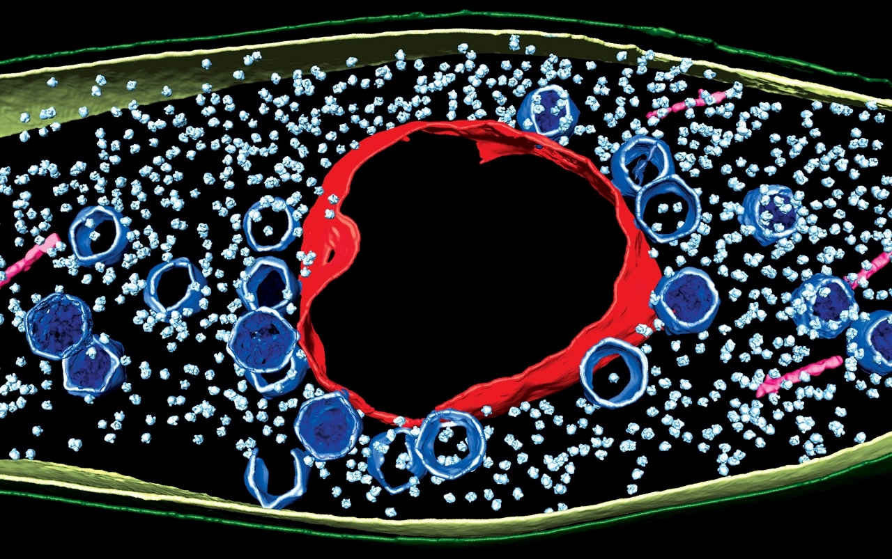 Cryo-electron tomography