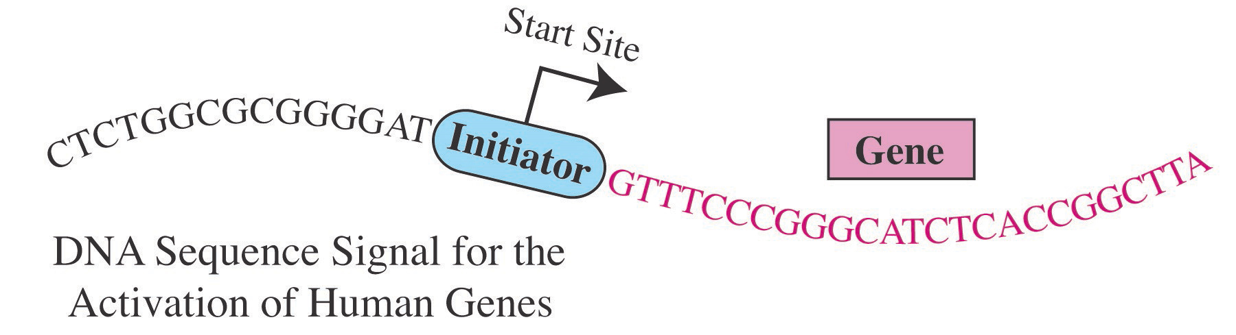 DNA Sequence Signal for the Activation of Human Genes