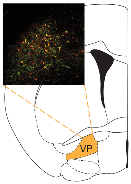 Diagram illustrating the area of the brain where the cells are located.