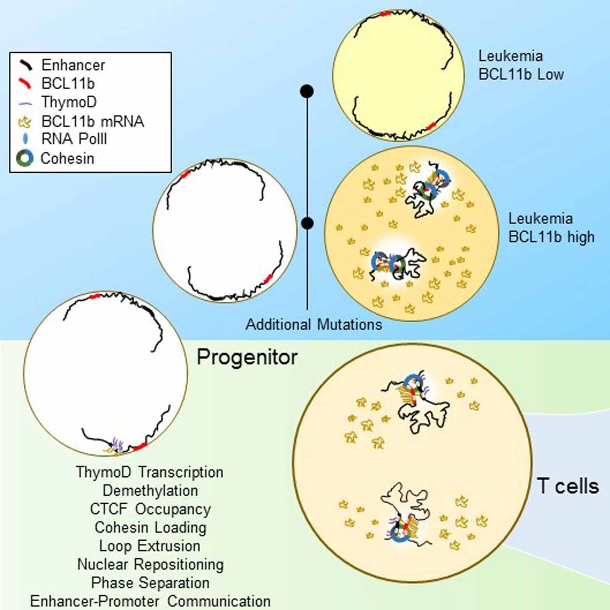 diagram illustrating the maturation stages of DN2a T cells