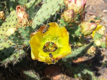 Honey bees on a yellow flower