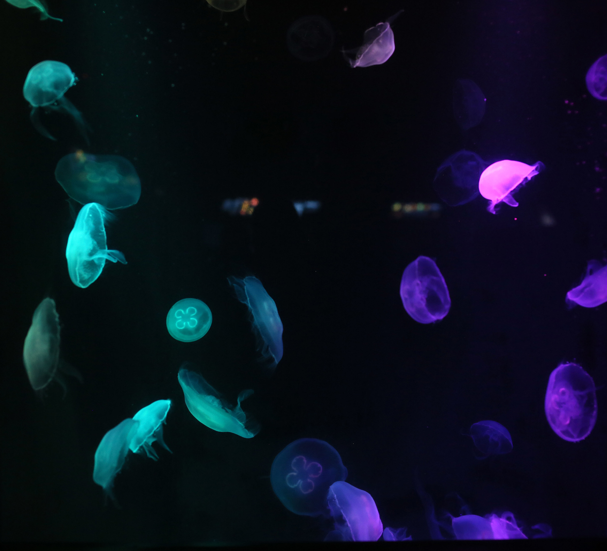 Photo of purple colored jellyfishes swimming underwater