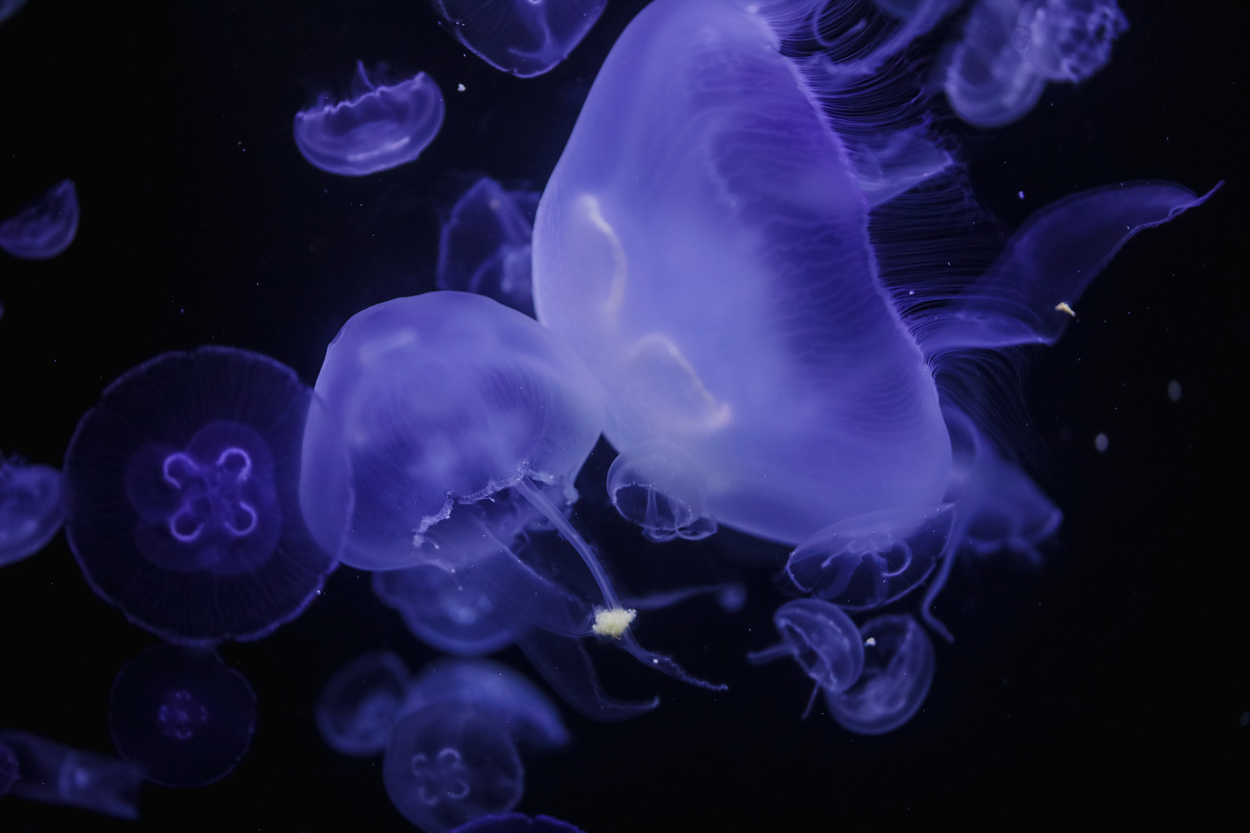 Multi-colored jellyfishes swimming underwater