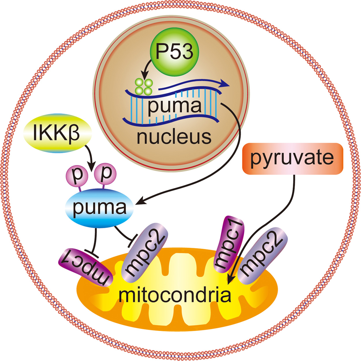 Graphical figure depicting PUMA cell working inside the mitochondria