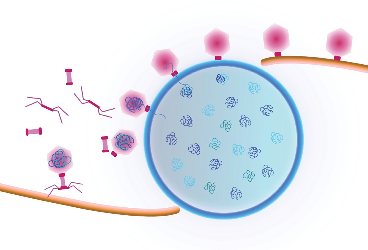  Cartoon showing a viral replication factory assembled by some jumbo viruses. Viral DNA replicates inside the nucleus (blue shell). Viral capsids travel to the nucleus along a treadmilling filament. Capsids dock on the nucleus in order to package viral DNA. 