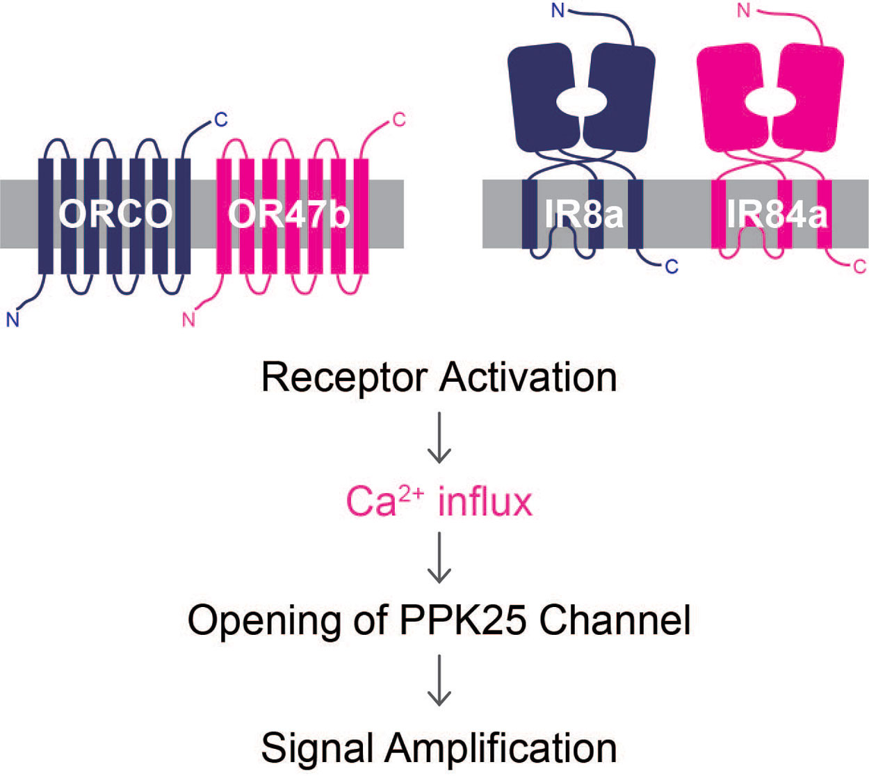 Graphical abstract