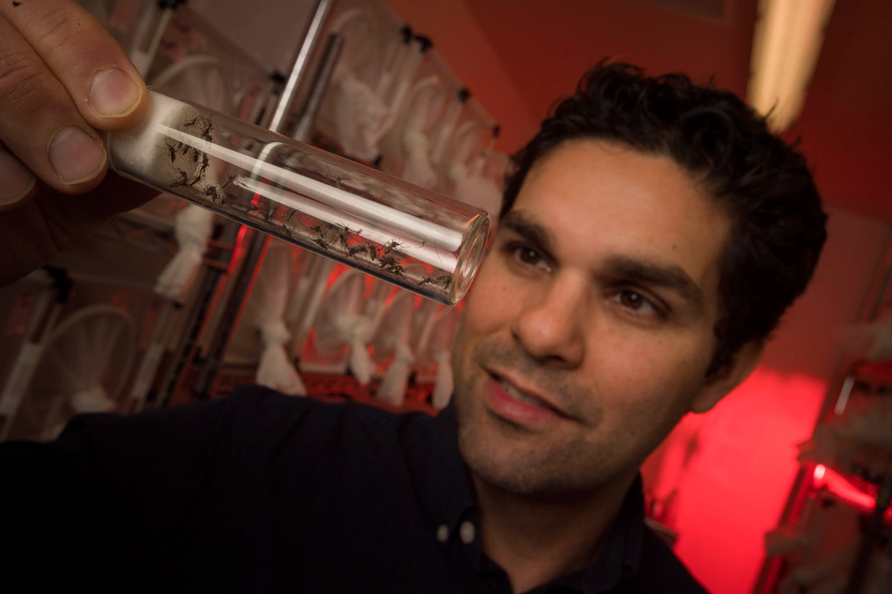 Closeup of Omar Akbari holding up and staring at a tube of tiny mosquitos