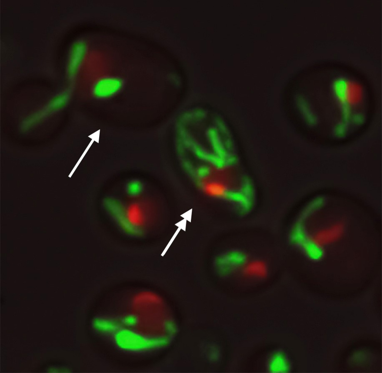 Group photo of Hao lab