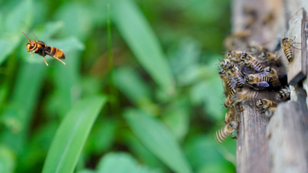 photo of bees on a piece of wood on the right and one bee flying on the left