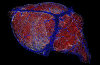 brain map certain regions are represented by red, white, and blue