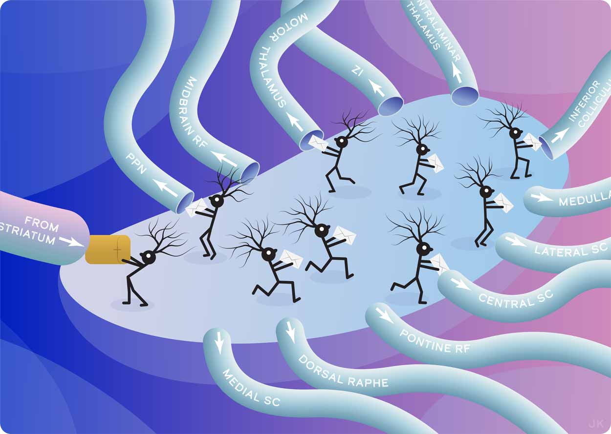 Shown in red are branched from cells in the substantia nigra brain region that connect to the superior colliculus region