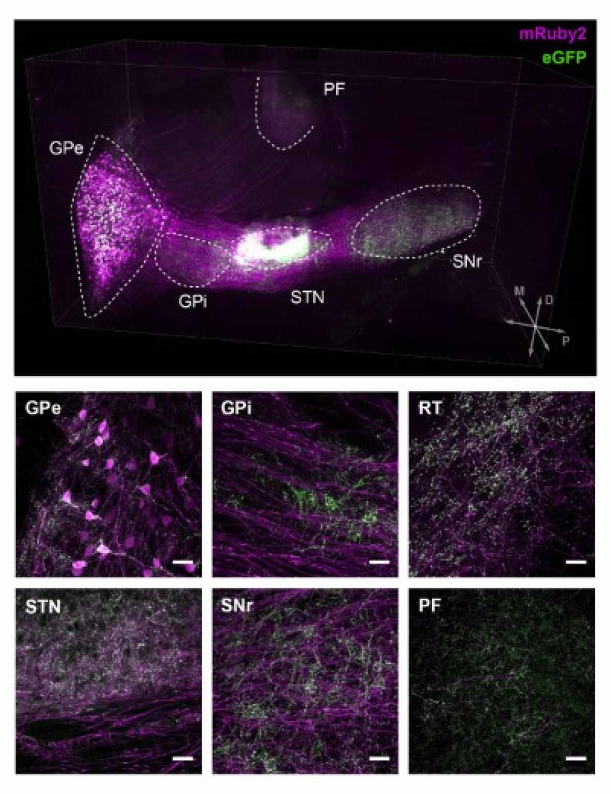 Shows a mouse brain's hemisphere where mRuby2 projection patterns are labeled by purple and eGFP projection patterns marked by green.