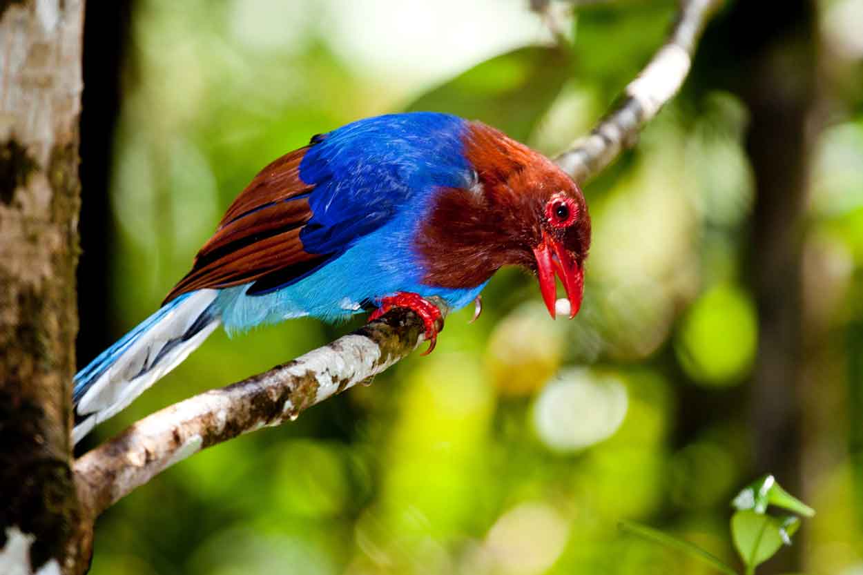 An image of a magpie perched with food in its mouth