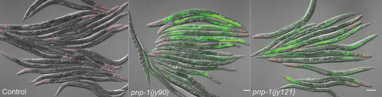 Image comparing fluorescent imaging in worms with the treatment vs. the control. 