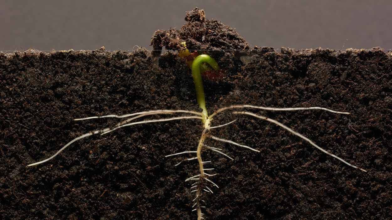 Beanroot budding peeking out of dirt