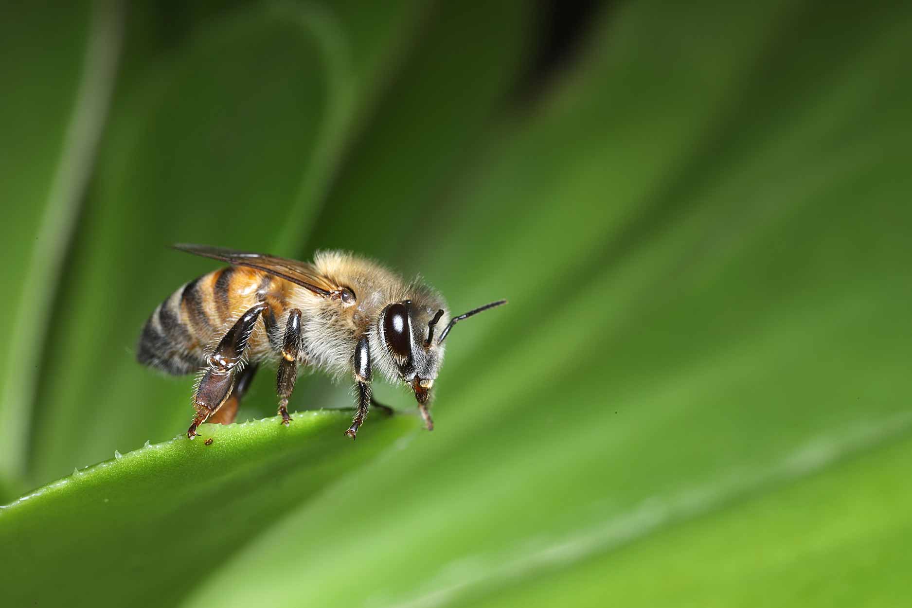 Single bee on a green leaf