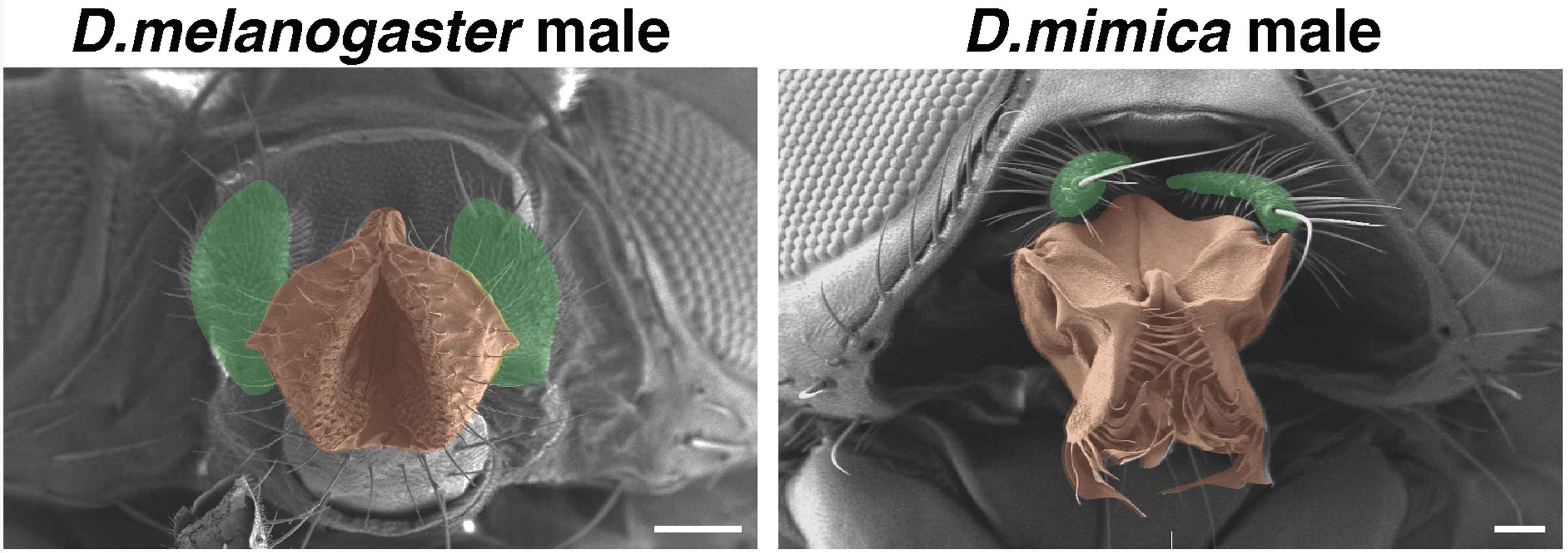 A D. melanogaster male and a D. mimica male fly side by side