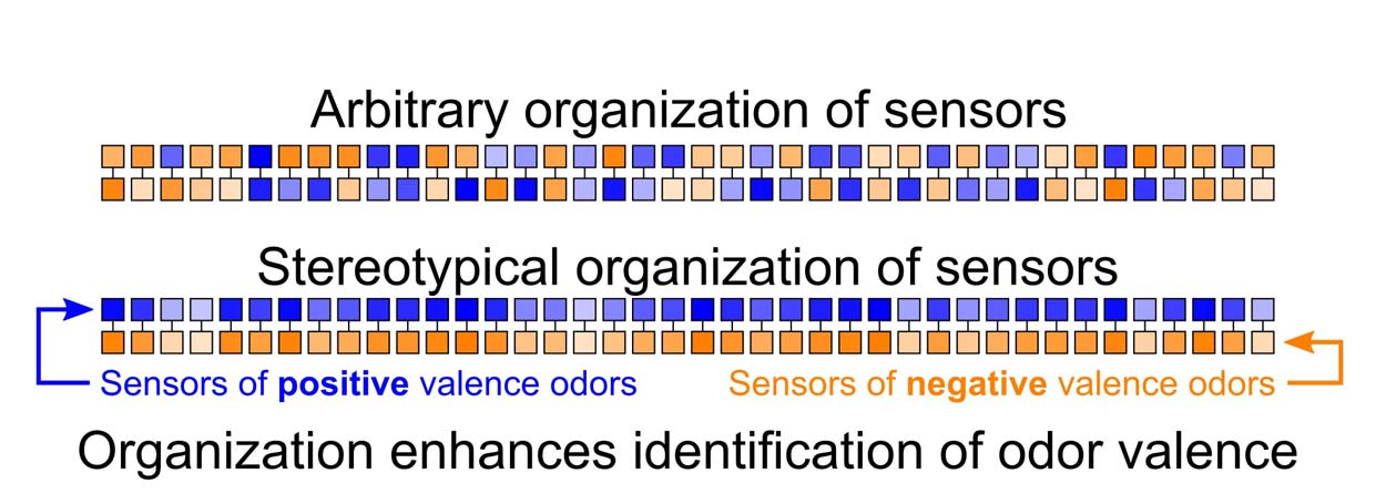 blue and yellow boxes where one is arbitrarily ordered and one is stereotypically organized