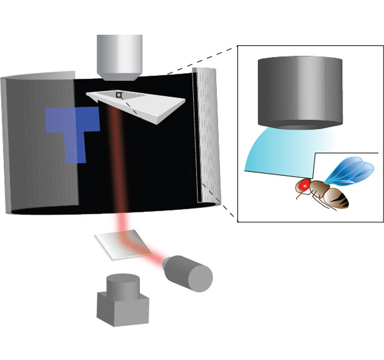 graphical representation of the machine that measured the flies