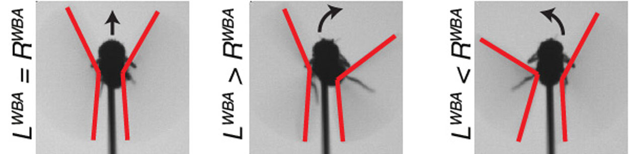 images of the angles of several different wingbeats