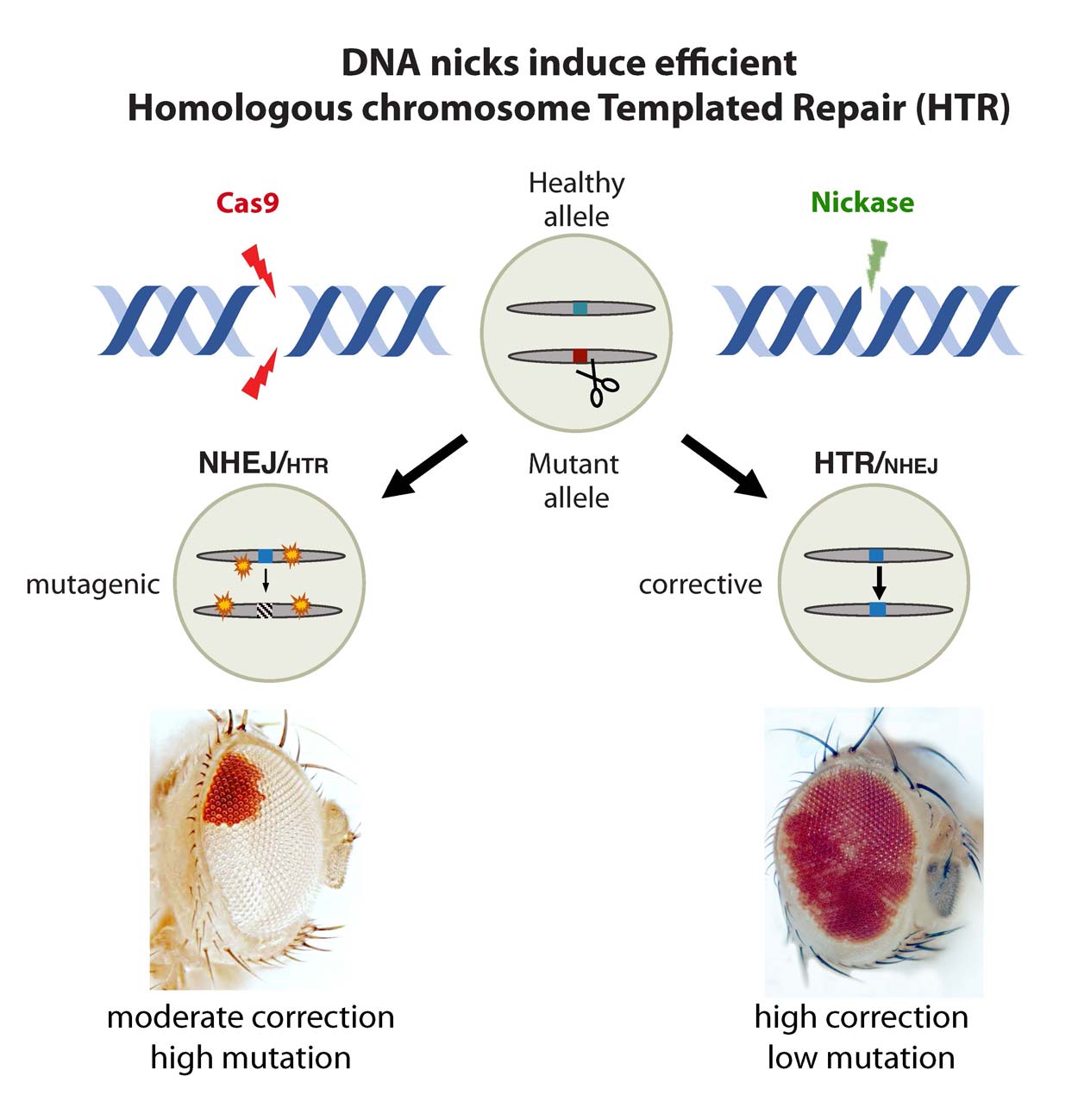 Diagram showing that DNA nicks induce efficient Homologous chromosome Templated Repair (HTR)