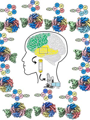 Graphic of mapped structures of human brain receptors for the neurotransmitter GABA. 