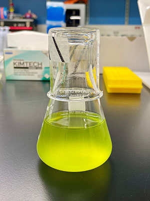 Laboratory flask with phytoplankton