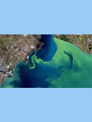 Satellite image of harmful algal bloom in Lake Erie.