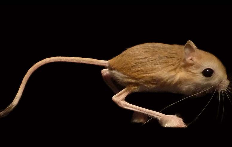 Lesser Egyptian Jerboa