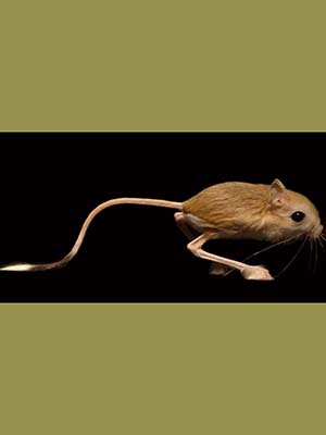 Lesser Egyptian Jerboa