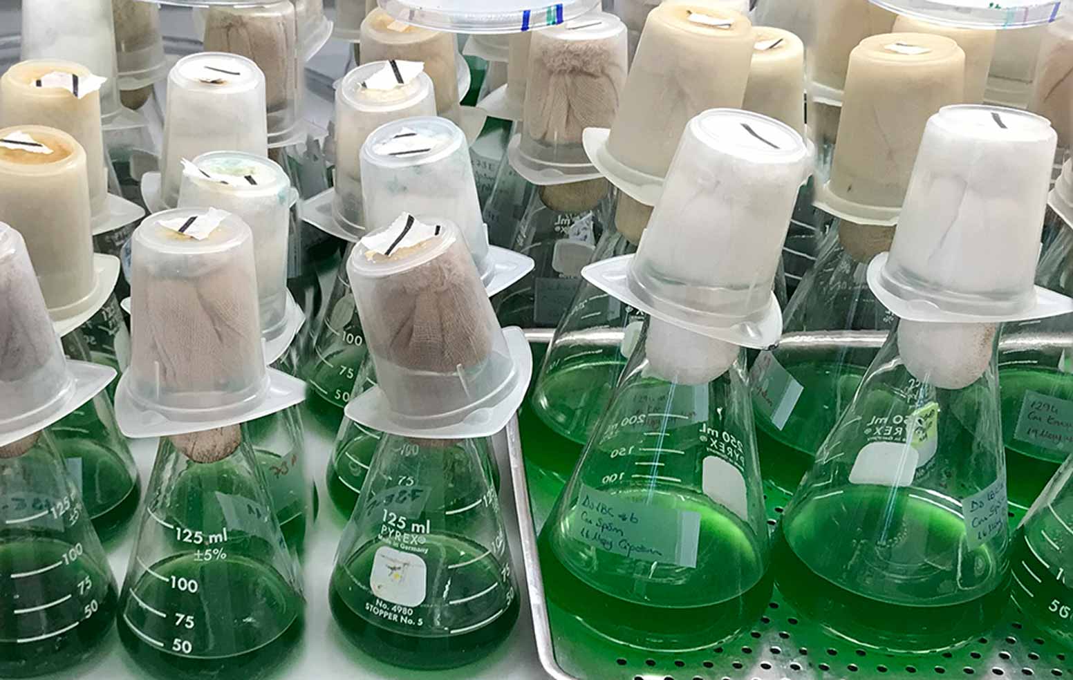 Green cyanobacteria in lab flasks.